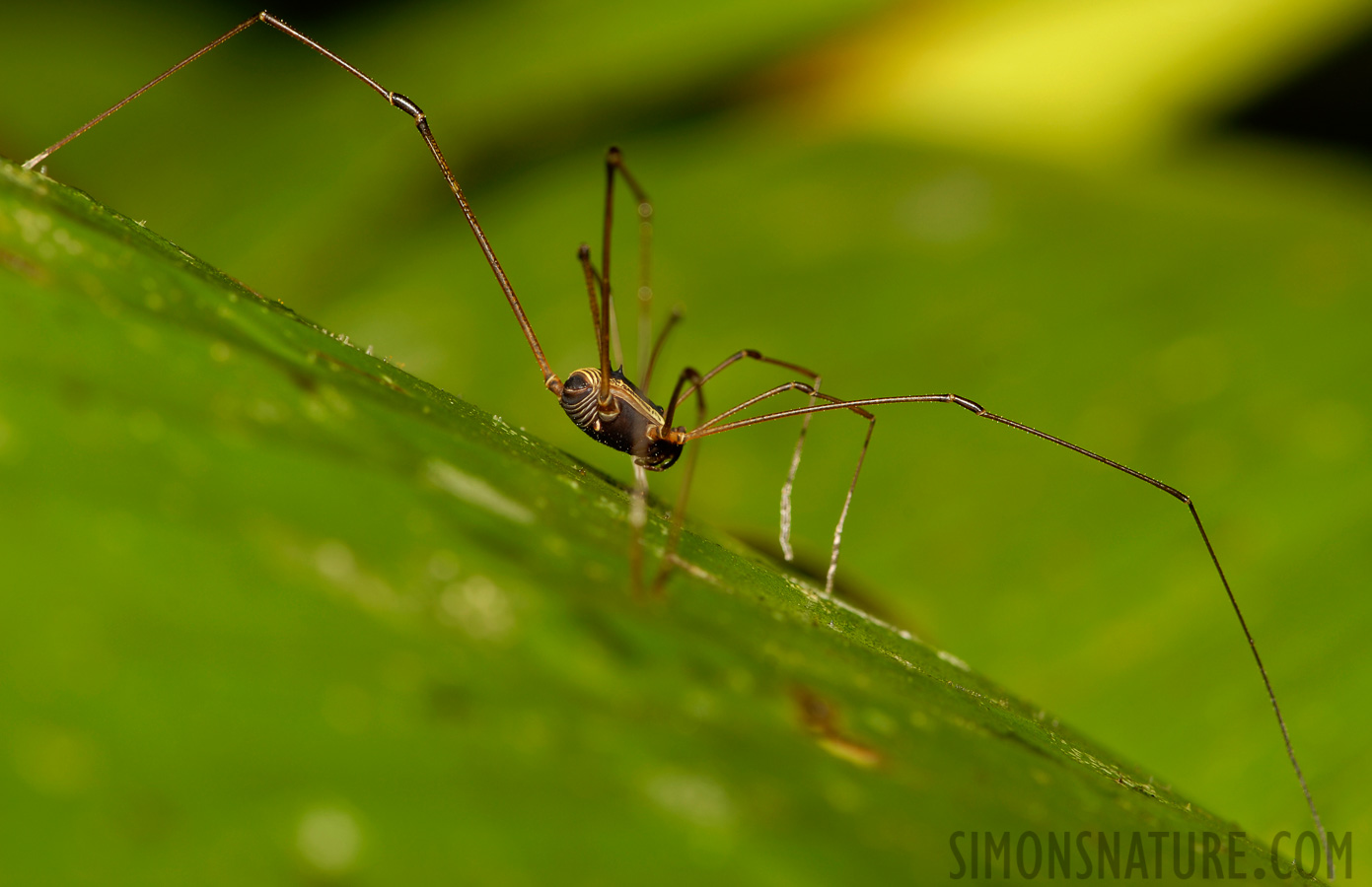 Cynorta marginalis [105 mm, 1/60 sec at f / 10, ISO 100]